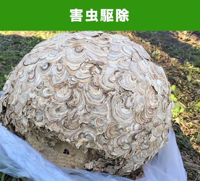 害虫駆除