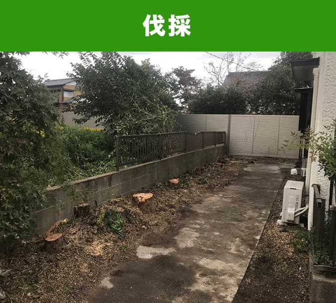 伐採